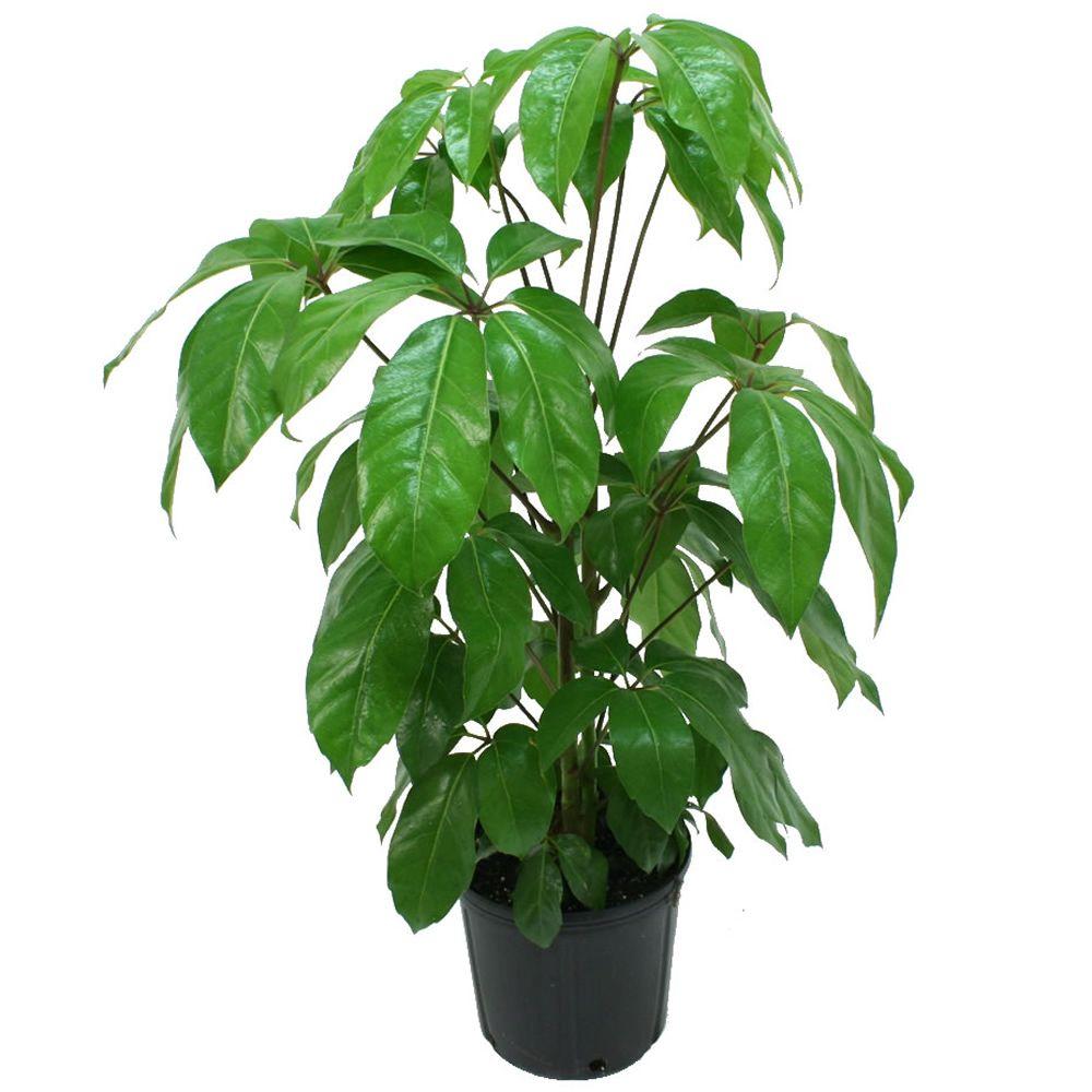 Schefflera Amate XL - 150cm  Grande plante d'intérieur populaire 